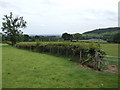 Sheep pasture near Redley Farm