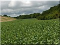 SU3942 : Farmland, Wherwell by Andrew Smith