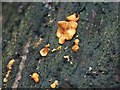 Fungi in the woods at Woodhall Spa