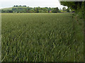 SU2743 : Wheat, Quarley by Andrew Smith