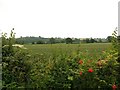 Field opposite Yew Tree Farm