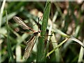 Crane Fly by the River Bain, Coningsby