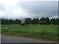 Horses at Whiteley