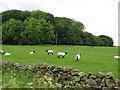 Plantation and pasture near Grindon Hill