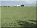 Ripening wheat by Thurleigh airfield