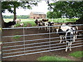 Cattle in field