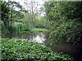 Pond created as  conservation project