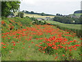 Poppies near Newbrough