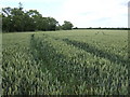 Wheat fields east of Bolnhurst