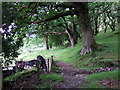 Coed Llwyngoras, Nevern valley