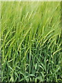 Barley at Meadow Farm