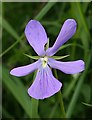 NJ5851 : Horned Pansy (Viola cornuta) by Anne Burgess