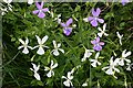 Horned Pansy (Viola cornuta)