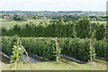 Soft fruit orchards near Wilford Court on Blacketts Road