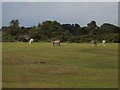 New Forest donkeys grazing at Hyde