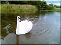 Friendly Swan