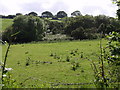 Field and pond at Higher Town