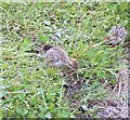 Red-legged Partridge chicks (Alectoris rufa)