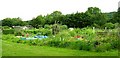 Castle Road Allotments