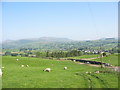 SH8729 : Sheep grazing below Garth Fach hill by Eric Jones