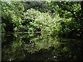 Normanby Hall Gardens