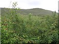 Stroanbrack Townland