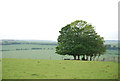 Trees on Wylye Down