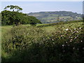 SY3896 : Roses in the hedge by Derek Harper