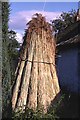 Reeds for Thatching