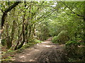 Roman Road Chilworth - September