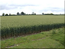 TM0858 : Wheat fields east of Creeting St. Peter by Jonathan Billinger