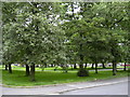 Grassed Square Queen Victoria Road