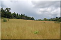 Grassland near Cliff Farm