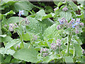 Borage or starflower crop