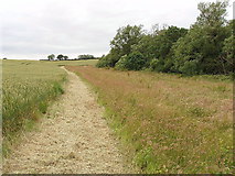 SP6840 : Bridleway by wheat field by David Hawgood