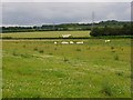 Farmland, Shipton Bellinger