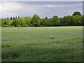 Field of flax, Newton Tony