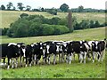 Cows in the meadow near the old mine