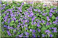 Cranesbill