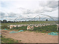 Polytunnel crop, looking W towards The Homme