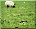 Sheep Pasture, Highcliffe Farm