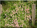 Flowers, Manchester Road, Linthwaite