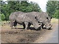 Rhinoceroses