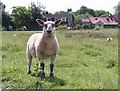 Lamb on Coombe Green Common