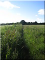 Bridleway near Down Farm, Chilmark 2