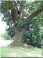 SP3474 : The Baginton oak by E Gammie