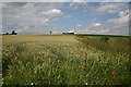 Wheat field at Blackdyke Farm