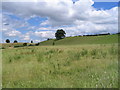 Grasses and grazing near Baginton