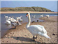 Swans at the mouth of the River Ugie