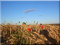 Barley and poppies